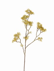 Hartriegel (Cornus) x13 clusters, 70cm