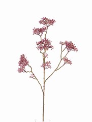 Hartriegel (Cornus) x13 clusters, 70cm