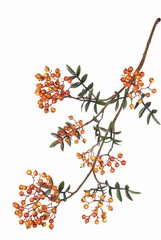 Vogelbeerenzweig  (Sorbus) mit 24 Beerenbündeln, 10 Blattsets, 111cm