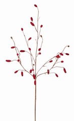 Wiesenknopf (Sanguisorba) mit 34 beflockten Blüten, ohne Blatt, 100 cm