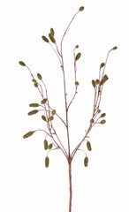 Wiesenknopf (Sanguisorba) mit 34 beflockten Blüten, ohne Blatt, 100 cm