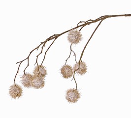 Platanus-Zweig, Ahornzweig, (Platanus acerifolia), 8 Sammelfrüchte, (Ø 3,5cm), 81cm