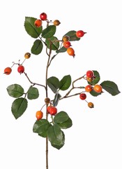 Rozenbotteltak Egelantier (Rosa rubiginosa), 4x vertakt met 21 bottels & 21 blaadjes, 70 cm