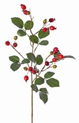 Rozenbotteltak Egelantier (Rosa rubiginosa), 4x vertakt met 21 bottels & 21 blaadjes, 70 cm