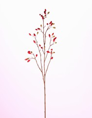 Hundsrose, Heckenrose (Rosa canina) mit 41 Früchten, 109 cm