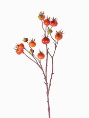 Kartoffelrose, Apfel-Rose (Rosa rugosa) mit 14 Früchten, 66cm