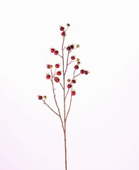 Kartoffelrose, Apfel-Rose, (Rosa rugosa) mit 27 Früchten, 110cm