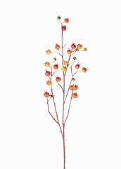Kartoffelrose, Apfel-Rose (Rosa rugosa) mit 27 Früchten, 110cm