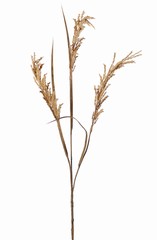 Rijsttak (Oryza) bloeiend, met 3 bloeiaren (25 cm) & 3 bladeren, 100 cm