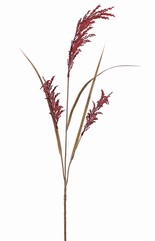 Rijsttak (Oryza) bloeiend, met 3 bloeiaren (25 cm) & 3 bladeren, 100 cm
