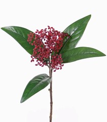 Skimmiazweig,  8 clusters, 4 Blätter, 36cm