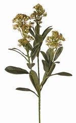 Skimmia-Zweig,  3x verzweigt, mit 3 Blütenständen, (2x XL/ 1x L) & 22 Blätter (L 6x / M 7x / S 9x), 66 cm