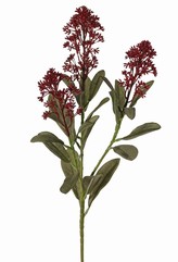 Skimmia-Zweig,  3x verzweigt, mit 3 Blütenständen, (2x XL/ 1x L) & 22 Blätter (L 6x / M 7x / S 9x), 66 cm
