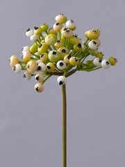 Feuerdoorn, mit 78 Plastikbeeren, 22 cm