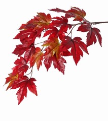 Acertak (Esdoorn) 2x vertakt met 17 polyester bladeren, 90 cm