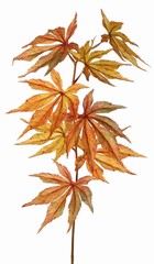 Acertak (Japanse) met 8 polyester bladeren, 5x L/ 3x M, 80 cm