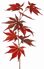 Acertak (Japanse) met 8 polyester bladeren, 5x L/ 3x M, 80 cm