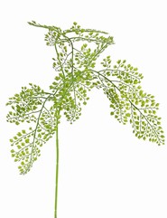 Venushaar (Adianthum) tak large , 3x vertakt, 3 samengestelde PE bladeren (822 blaadjes), 90 cm