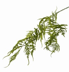 Asparaguszweig (Plumosus) 3 Verzweigungen, 18 Blätter, 86cm 