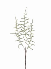 Spargelzweige (acutifolius) 'wild asparagus' mit 3 Verzweigungen, 'AutumnBreeze', 73cm