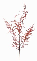 Asparagustak (acutifolius) 'wilde asparagus' x7, 'AutumnBreeze', 130cm