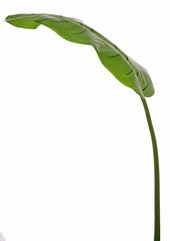 Bananenblad (Musa) XL, 1 blad (58 x 23 cm) met PE steel, 120 cm 