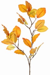 Buchenzweig, 2x verzweigt mit 24 Blättern, 70 cm, Stiel 30 cm