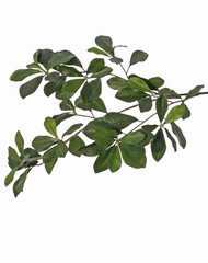 Bucida branch (Black olive/Shady lady) with 78 polyester leaves & 3 plastic buds, 65 cm