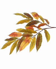 Kastanjetak (Castanea) 3x vertakt & 23 polyester bladeren, 78 cm