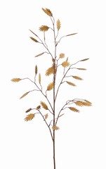 Plataargras (Chasmanthium) 'Maxi' 7x vertakt met 37 aren, 18 L/ 15 M, 105 cm