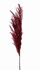 Pampasgras 'New Style', Feder ca. 42 cm, 100 cm