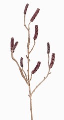 Zylinderputzerzweig (Callistemon) mit 9 Fruchtständen, 90cm