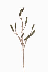 Zylinderputzerzweig (Callistemon) mit 9 Fruchtständen, 90cm