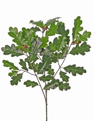 Roble, rama de la hoja, 36 hojas, 9 bellotas, 70 cm, UV resistente y del fuego