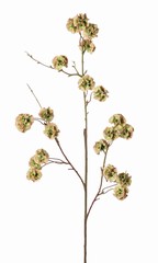 Scabiosa (Duifkruid) drumsticks met 21 polyester zaaddozen, &Oslash; 3 cm, geen blad