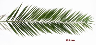 154200UV191cmdg