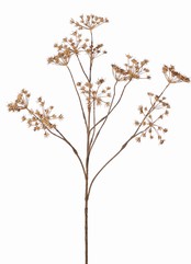 Fluitenkruid (Anthriscus) 10x vertakt met 13 schermbloemen, L 90 cm, &Oslash; 30 cm