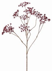 Fluitenkruid (Anthriscus) 10x vertakt met 13 schermbloemen, L 90 cm, &Oslash; 30 cm