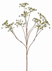 Fluitenkruid (Anthriscus) 10x vertakt met 13 schermbloemen, L 90 cm, &Oslash; 30 cm