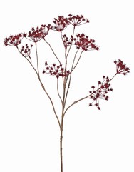 Fluitenkruid (Anthriscus) 10x vertakt met 13 schermbloemen, L 90 cm, &Oslash; 30 cm