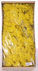 Isländisches Moos (Rentiermoos), Schachtel mit 500 gr.