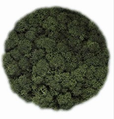 IJslandsmos (Rendiermos), doos van 5 kg, verpakt in polybag (bulkdoos), ca. 1 m2 dennengroen