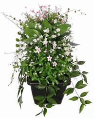Bloemen- plantenmix met hosta, in balkonbak (48 x 18 x 14 cm), 50 x 30 x 30 cm, UV bestendig