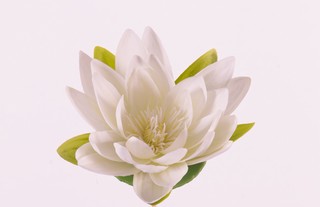 Lotusblume (Lilie) "Floating Flora", Ø 16cm, auf Schaumstoff-Basis