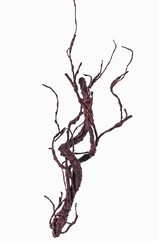 Korkenzieherzweig, "Curly", coated, 55cm  