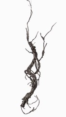 Korkenzieherzweig, "Curly", coated, 55cm  