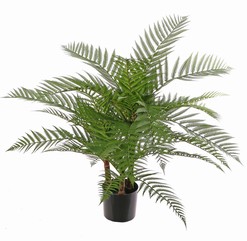 Alsophila dealbata (Boomvaren) met 3 houten stammen & 36 plastic varenbladeren, 70 cm