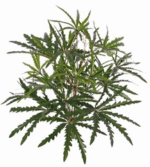 Aralia (valse) (Dizygotheca) met 189 bladeren & echte bamboetwijgjes, H 55 cm/ Ø 55 cm
