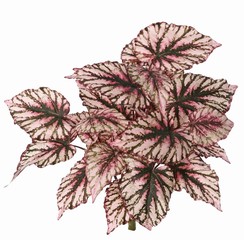 Begonia rex (Koningsbegonia) 7 uitlopers met 33 polyester bladeren, ca. Ø 40 cm, brandvertragend