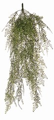 Maidenhair fern (adianthum) maxi plastic x15 with 195 sets of leaves (0.5- 1.5cm) 85 cm